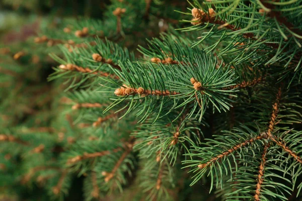 Beautiful Branches Coniferous Tree Closeup View — Foto Stock