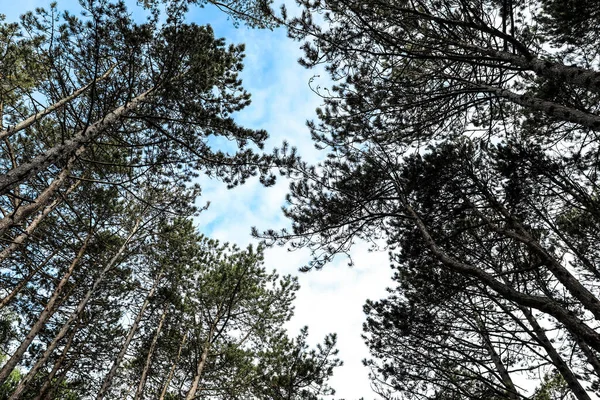 Beautiful Conifer Forest Spring Day Low Angle View — Foto Stock