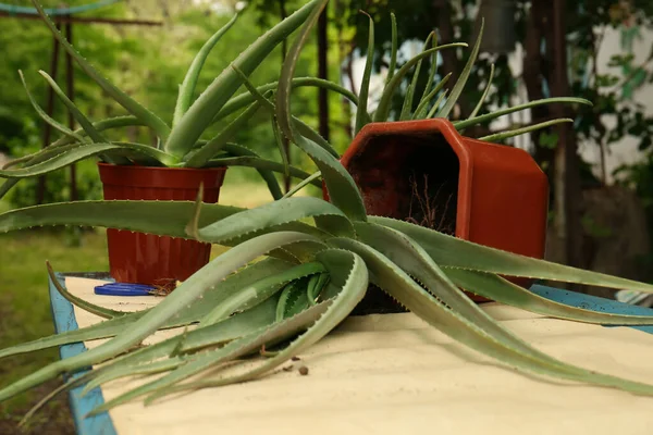 Flowerpots Aloe Vera Plants Table Outdoors —  Fotos de Stock
