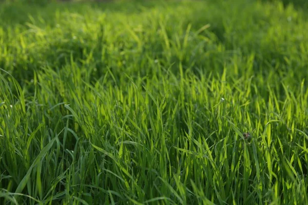 Green Lawn Fresh Grass Outdoors Sunny Day —  Fotos de Stock