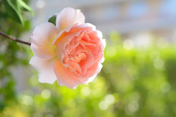 Beautiful Blooming Rose Bush Outdoors Closeup Space Text — Stockfoto