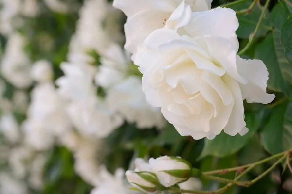 Piękny Kwitnący Krzak Róży Zewnątrz Widok Bliska — Zdjęcie stockowe