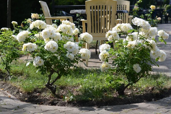 Bushes Beautiful Roses Garden Sunny Day — Fotografia de Stock