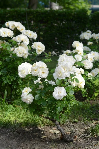 Bushes Beautiful Roses Garden Sunny Day — Fotografia de Stock