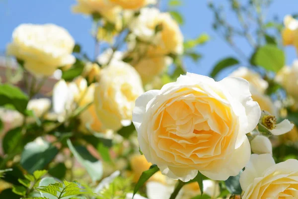 Beautiful Yellow Rose Flower Blooming Outdoors Sunny Day Closeup Space — Stockfoto