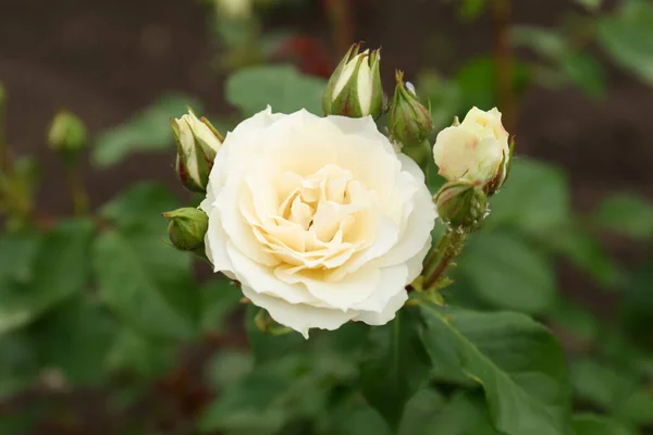 Closeup View Beautiful Blooming Rose Bush Outdoors — Stockfoto