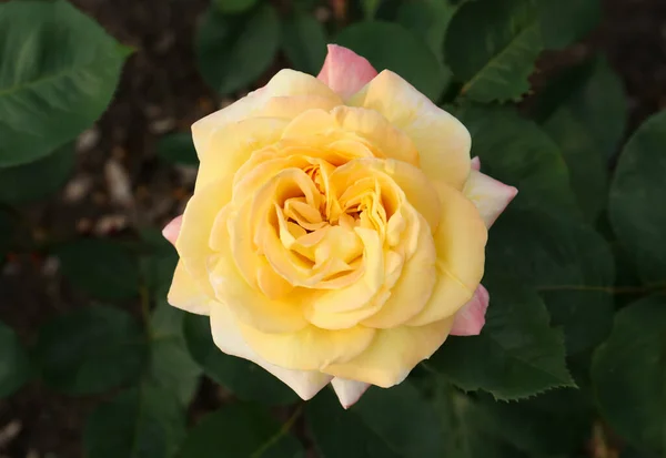 Beautiful Blooming Yellow Rose Outdoors Closeup View — Stockfoto