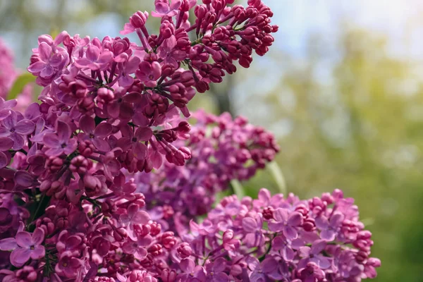 Closeup View Beautiful Lilac Flowers Outdoors — Φωτογραφία Αρχείου
