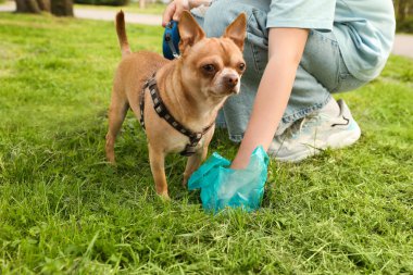 Parktaki yeşil çimlerden köpeğinin kakasını toplayan kadın, yakın plan.