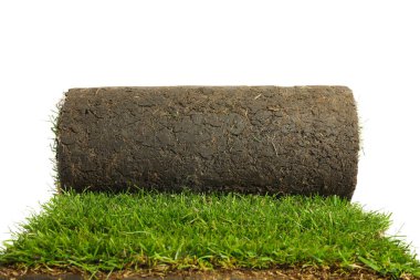 Beyaz arka planda çimen olan yuvarlanmış çimen.