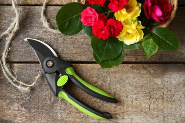 Secateur, beautiful roses and rope on wooden table, flat lay