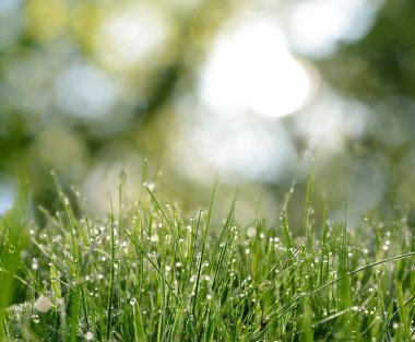 Beautiful green grass with morning dew on sunny day. Bokeh effect