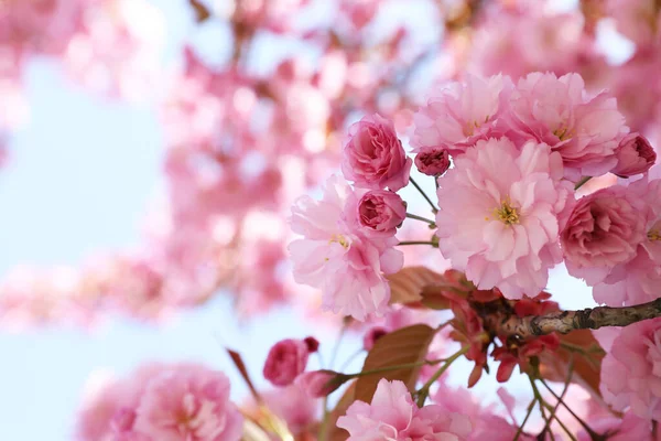 Sakura Tree Beautiful Pink Flowers Outdoors Closeup — Fotografia de Stock