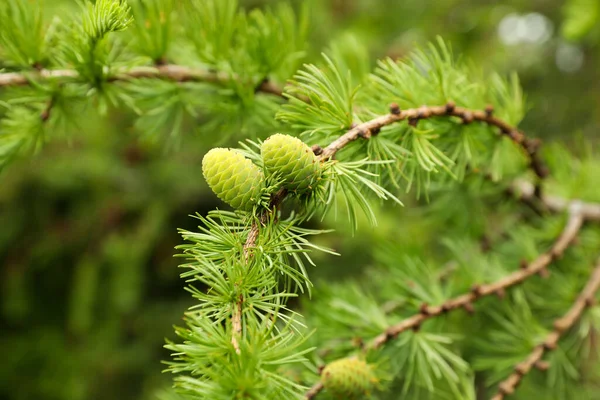 Fir Tree Branch Green Cones Outdoors Closeup — Zdjęcie stockowe