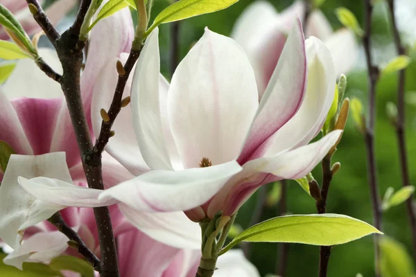 Magnolia Tree Beautiful Flowers Blurred Background Closeup — Stockfoto