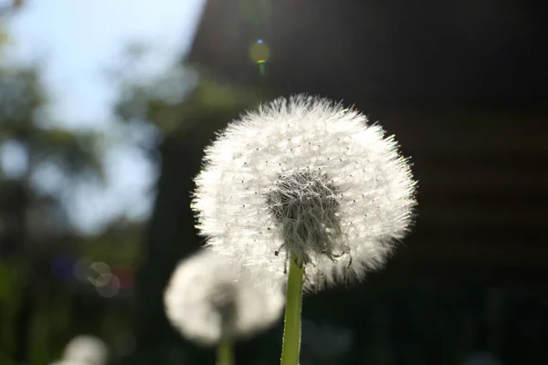 Beautiful Fluffy Dandelion Flower Growing Outdoors Closeup — Stockfoto