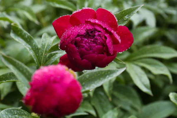Piękny Czerwony Kwiat Piwonii Kroplami Rosy Zewnątrz Zbliżenie — Zdjęcie stockowe