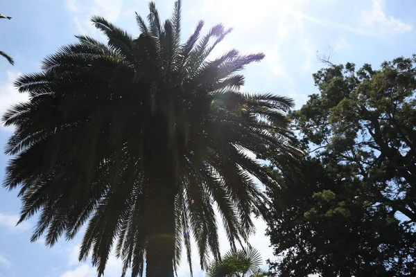 Beautiful Palm Trees Blue Sky — Zdjęcie stockowe