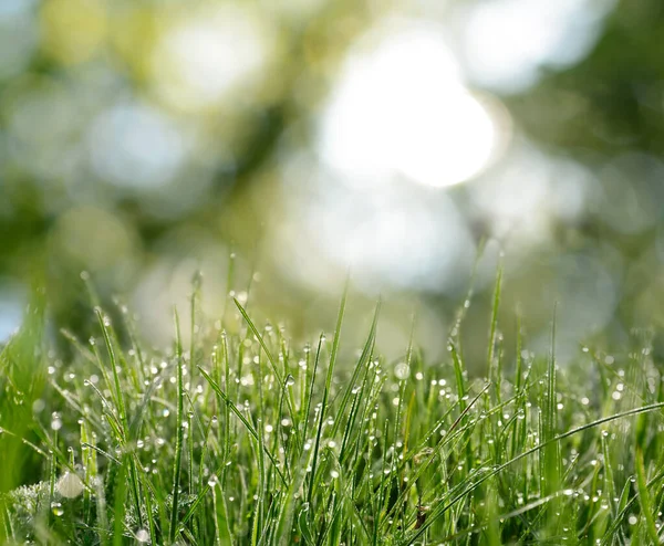 Beautiful Green Grass Morning Dew Sunny Day Bokeh Effect — Foto de Stock