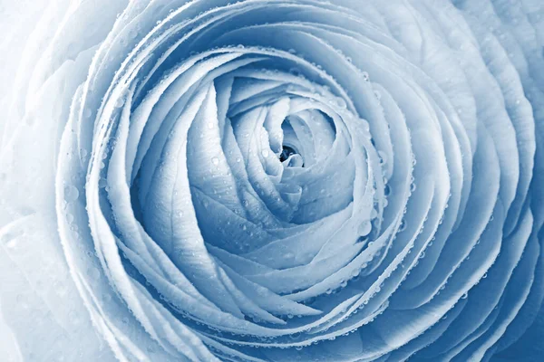 Beautiful Light Blue Ranunculus Flower Background Closeup — Stock Fotó