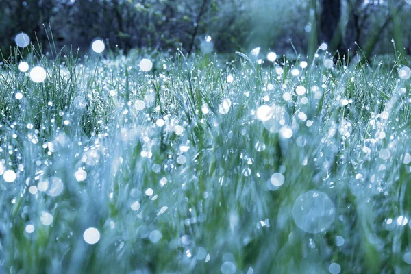 Beautiful Grass Covered Morning Dew Closeup Blue Tone — Zdjęcie stockowe