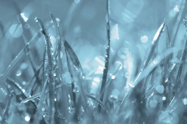 Grass Morning Dew Outdoors Closeup Blue Tone — Stockfoto