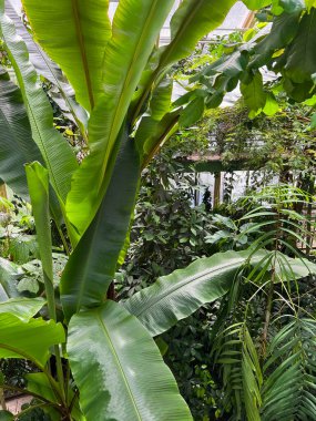 Serada yetişen güzel muz yaprağı bitkisi