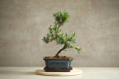 Japon bonsai bitkisi ışık masasında. Evde zen atmosferi oluşturuluyor