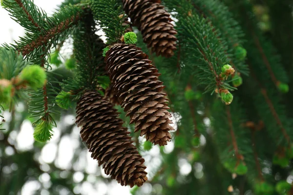 Closeup View Coniferous Tree Cones Outdoors — 스톡 사진