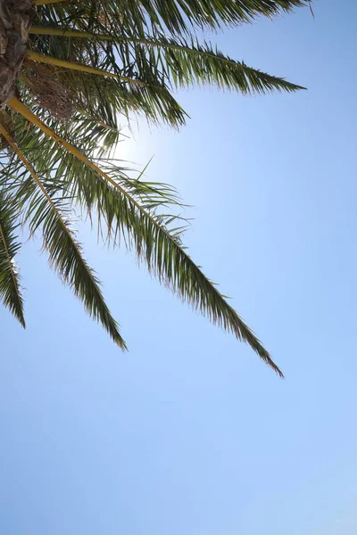 Hermosa Palmera Con Hojas Verdes Contra Cielo Azul Claro Vista — Foto de Stock