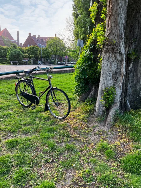 Современный Велосипед Возле Дерева Зеленой Траве Открытом Воздухе — стоковое фото