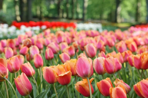 Muitas Flores Tulipa Bonitas Que Crescem Parque Closeup Temporada Primavera — Fotografia de Stock