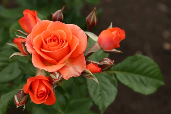 Closeup View Beautiful Blooming Rose Bush Outdoors — Φωτογραφία Αρχείου