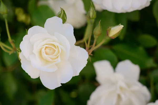 Beautiful Blooming Rose Bush Outdoors Closeup View — Foto de Stock