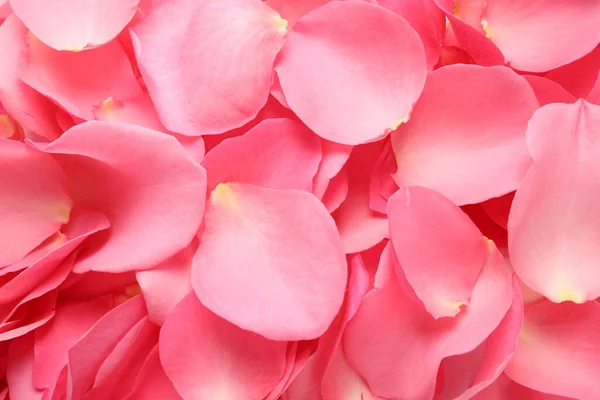 新鮮なピンクのバラの花びらを背景に クローズアップ — ストック写真