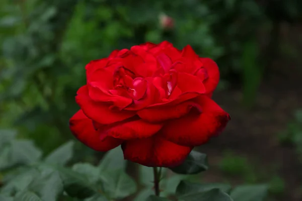 Beautiful Blooming Red Rose Outdoors Closeup View — 图库照片