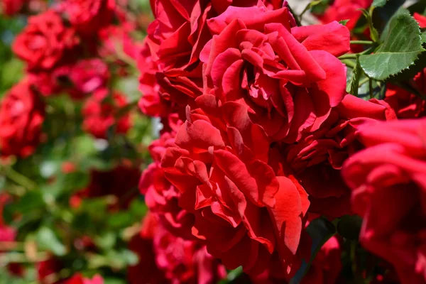 Красивий Квітучий Кущ Троянди Відкритому Повітрі Вид Крупним Планом — стокове фото