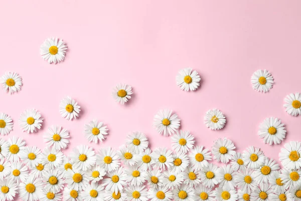 Many Beautiful Daisy Flowers Pink Background Flat Lay Space Text — Foto de Stock