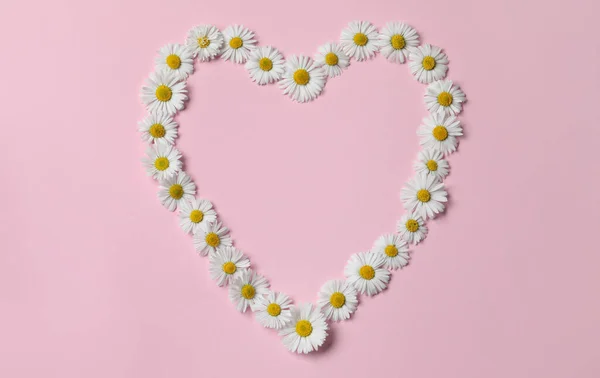 Heart Shaped Frame Daisy Flowers Pink Background Flat Lay Space — Foto de Stock