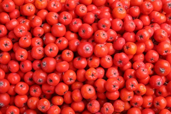 Tampilan Teratas Dari Banyak Berry Rowan Merah Sebagai Latar Belakang — Stok Foto