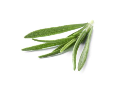 Aromatic green rosemary sprig isolated on white. Fresh herb