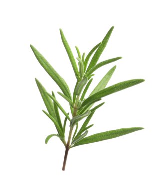 Aromatic rosemary sprig isolated on white. Fresh herb