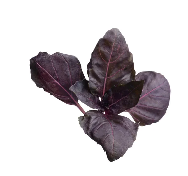 Aromatic Red Basil Sprig Isolated White Fresh Herb — Stock Fotó