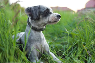 Dışarıda yeşil çimlerde tasması olan sevimli bir köpek.