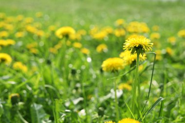 Beautiful bright yellow dandelions in green grass on sunny day, closeup. Space for text