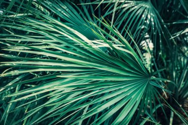 Beautiful green tropical leaves outdoors, closeup view