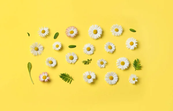 Many Beautiful Daisy Flowers Leaves Yellow Background Flat Lay — Stock Photo, Image