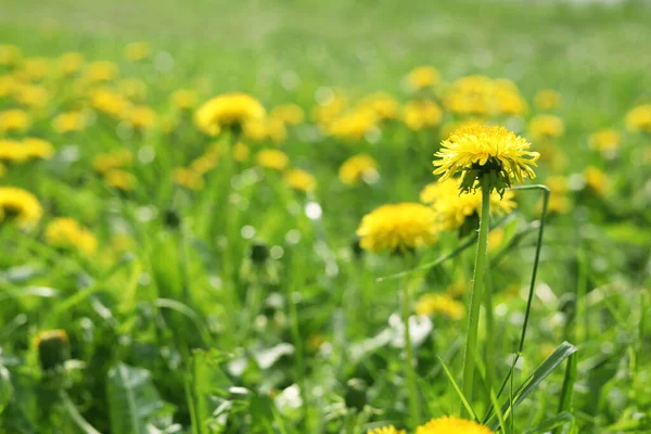 Beautiful bright yellow dandelions in green grass on sunny day, closeup. Space for text