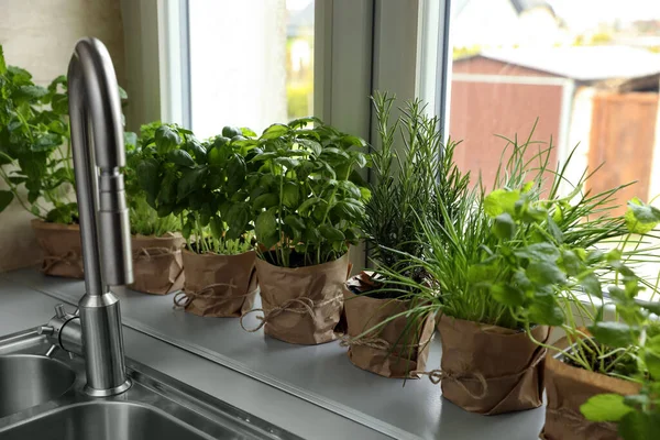 Diferentes Hierbas Aromáticas Maceta Alféizar Ventana Cerca Del Fregadero — Foto de Stock