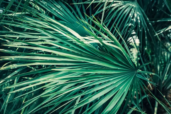 Beautiful Green Tropical Leaves Outdoors Closeup View —  Fotos de Stock